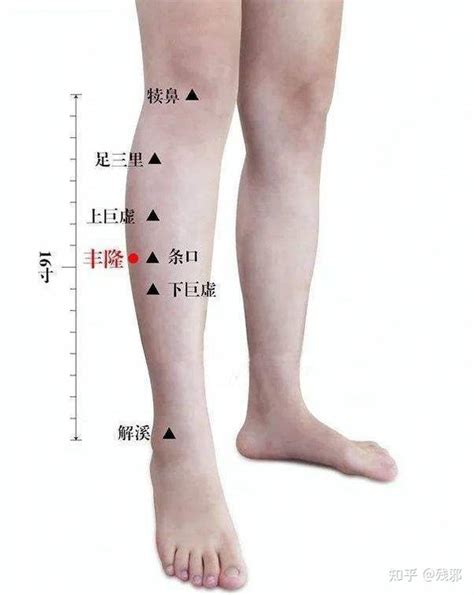 風龍穴|豐隆穴:解剖,主治,臨床運用,具體位置,備註絡穴,名解,基本操作,穴。